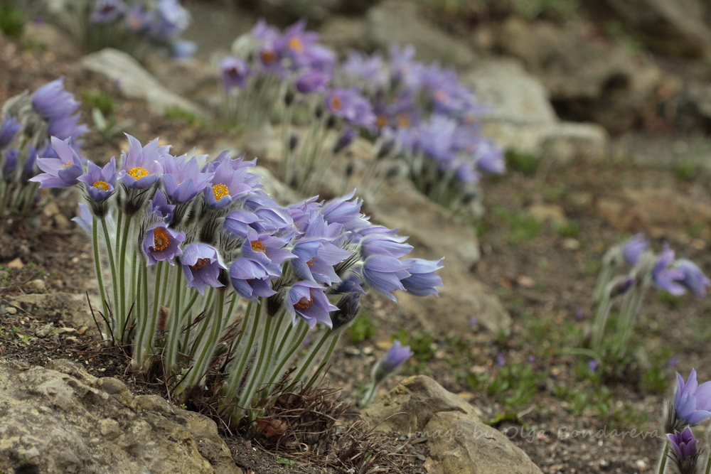 Image of Pulsatilla grandis specimen.