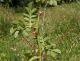 Rosa rubiginosa. Средняя часть стебля с молодыми боковыми побегами. Украина, г. Запорожье, балка Партизанская. 04.06.2013.