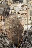 Coryphantha alversonii