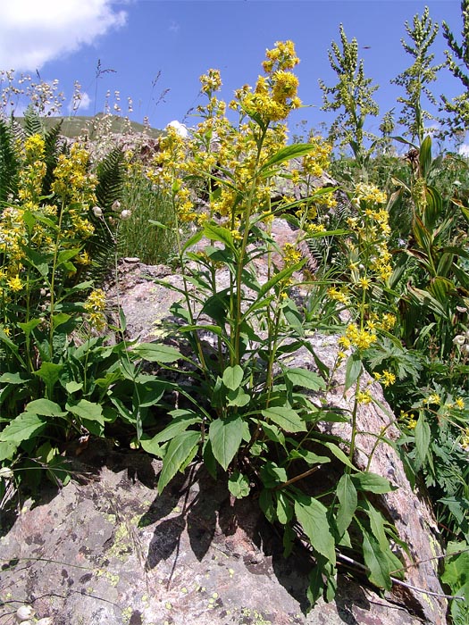 Image of Solidago virgaurea ssp. caucasica specimen.