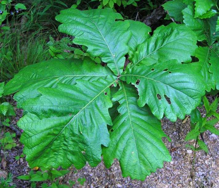 Изображение особи Quercus dentata.