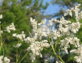 Aconogonon alpinum