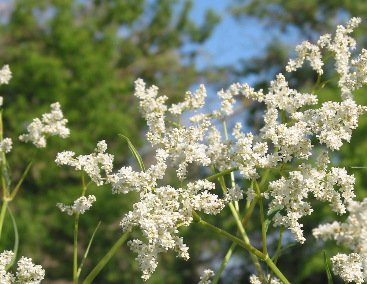 Изображение особи Aconogonon alpinum.