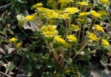 Chrysosplenium pilosum