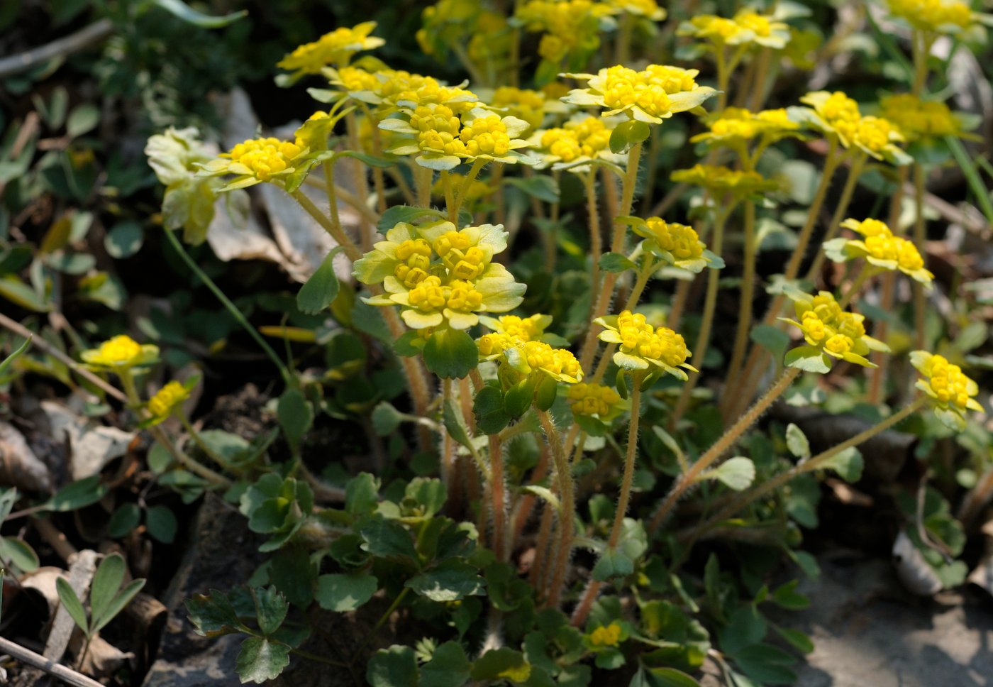 Изображение особи Chrysosplenium pilosum.