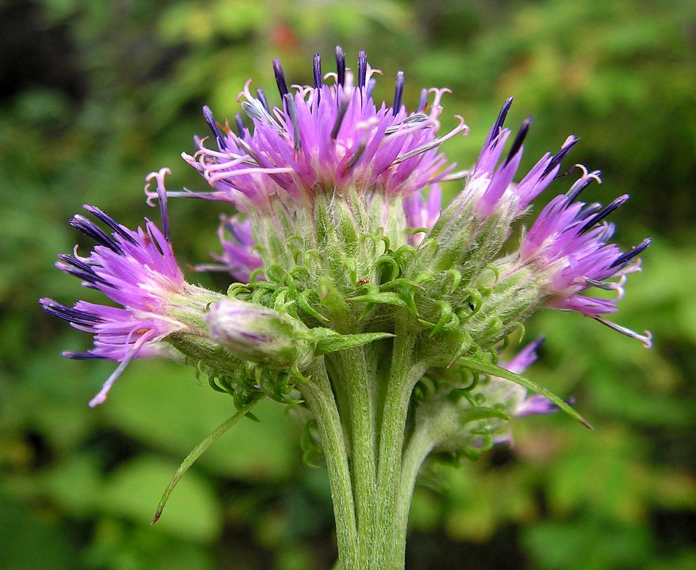 Image of Saussurea dubia specimen.