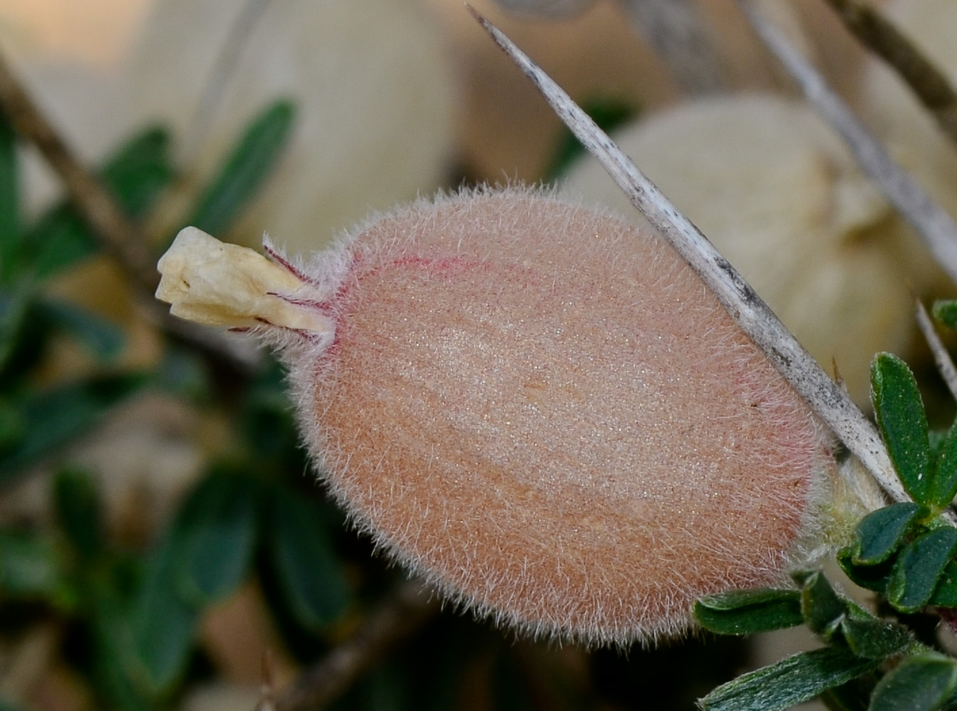 Изображение особи Astragalus spinosus.