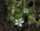 Arenaria uralensis