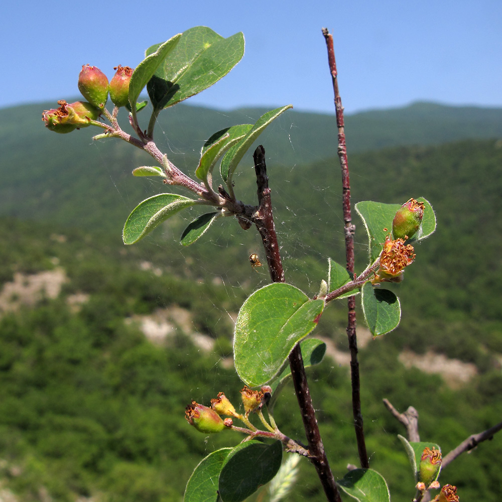 Изображение особи Cotoneaster suavis.