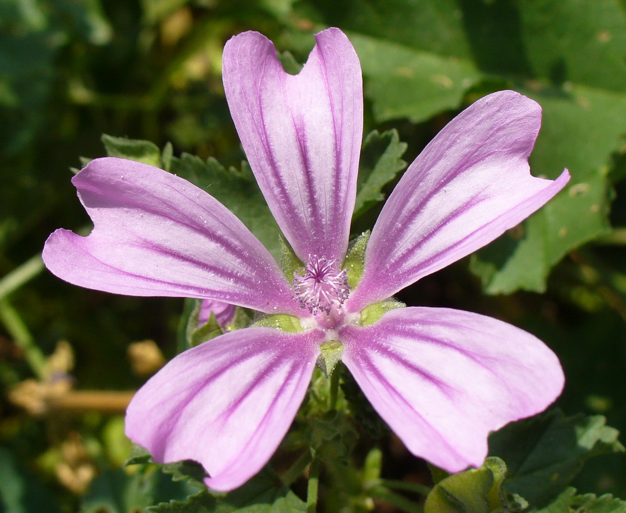 Image of Malva sylvestris specimen.