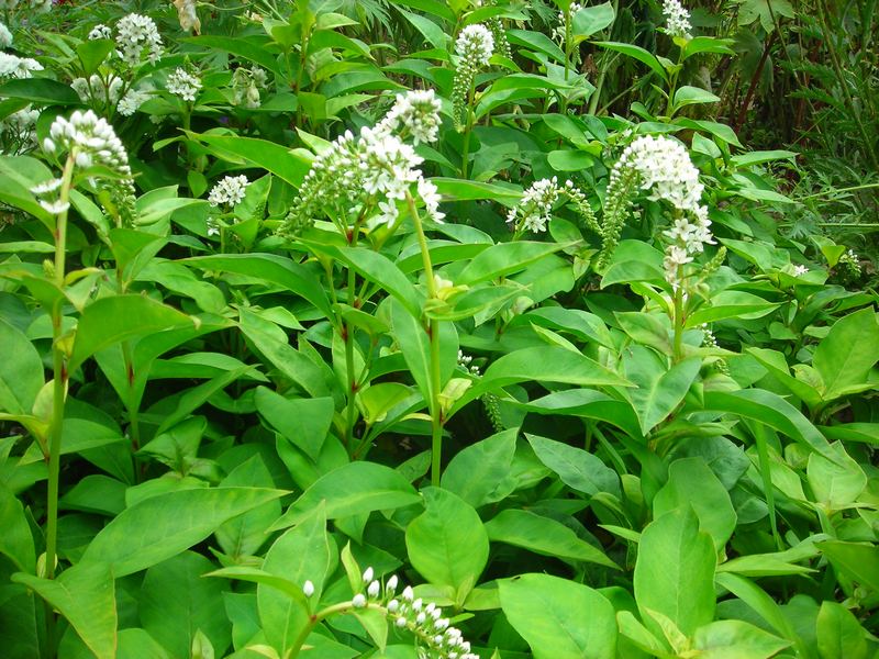 Изображение особи Lysimachia clethroides.