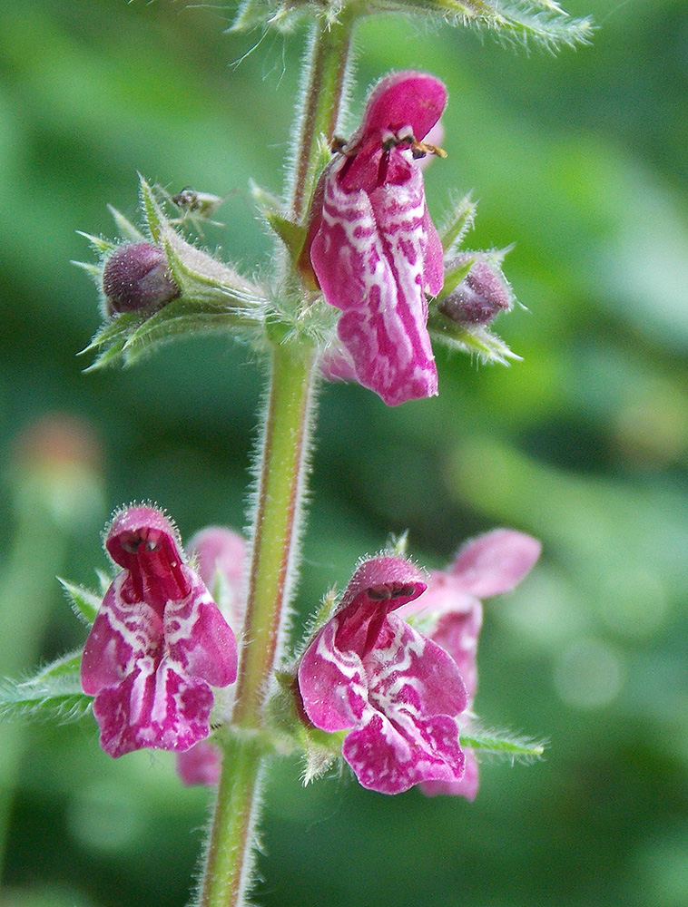 Изображение особи Stachys sylvatica.