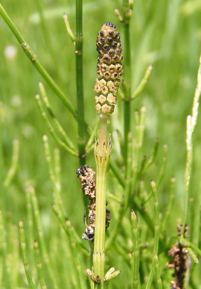 Image of Equisetum palustre specimen.