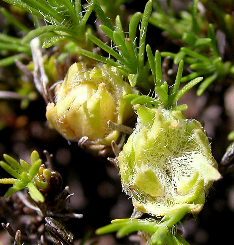 Image of Thymus helendzhicus specimen.