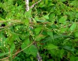 Fallopia convolvulus