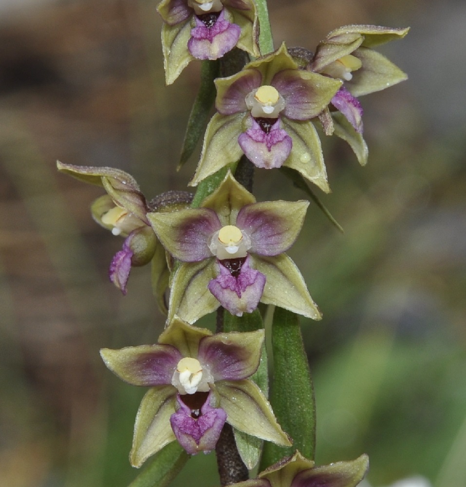 Изображение особи Epipactis × schmalhausenii.