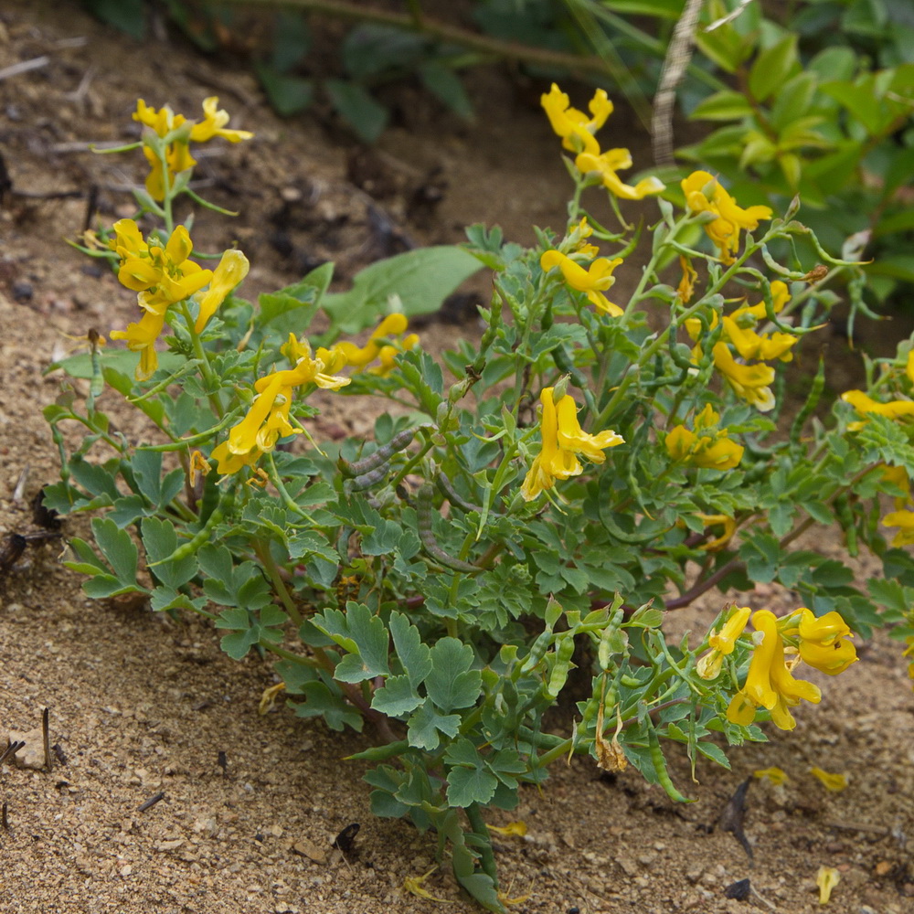 Image of Corydalis speciosa specimen.