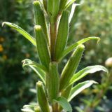 Oenothera rubricaulis