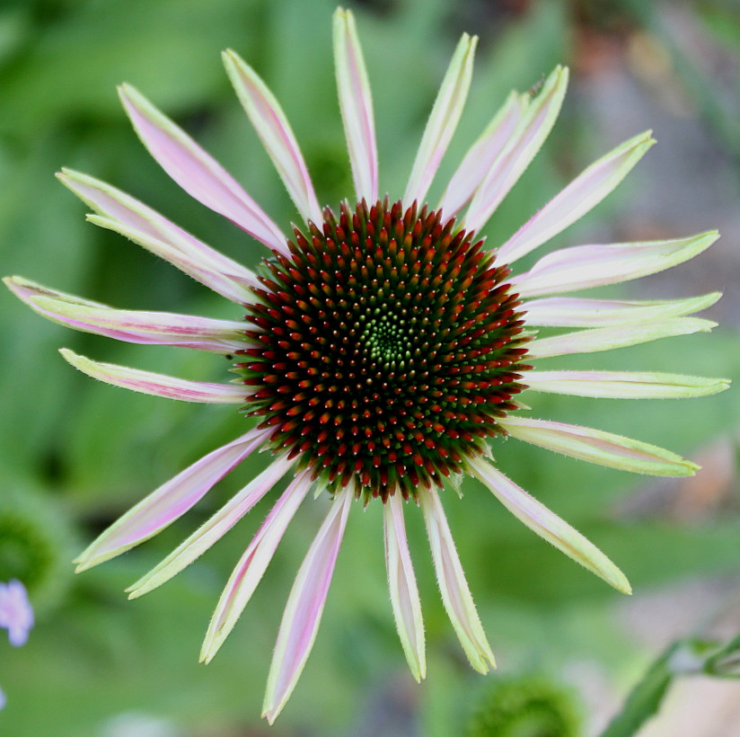 Изображение особи Echinacea purpurea.