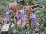 Iris glaucescens. Верхушки цветущих растений. Казахстан, Сев. Тянь-Шань, хр. Кетмень, пер. Кегень. 2 мая 2012 г.