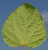 Idesia polycarpa