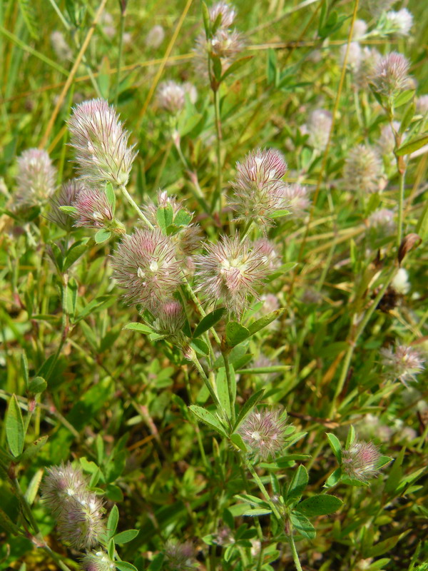 Image of Trifolium arvense specimen.