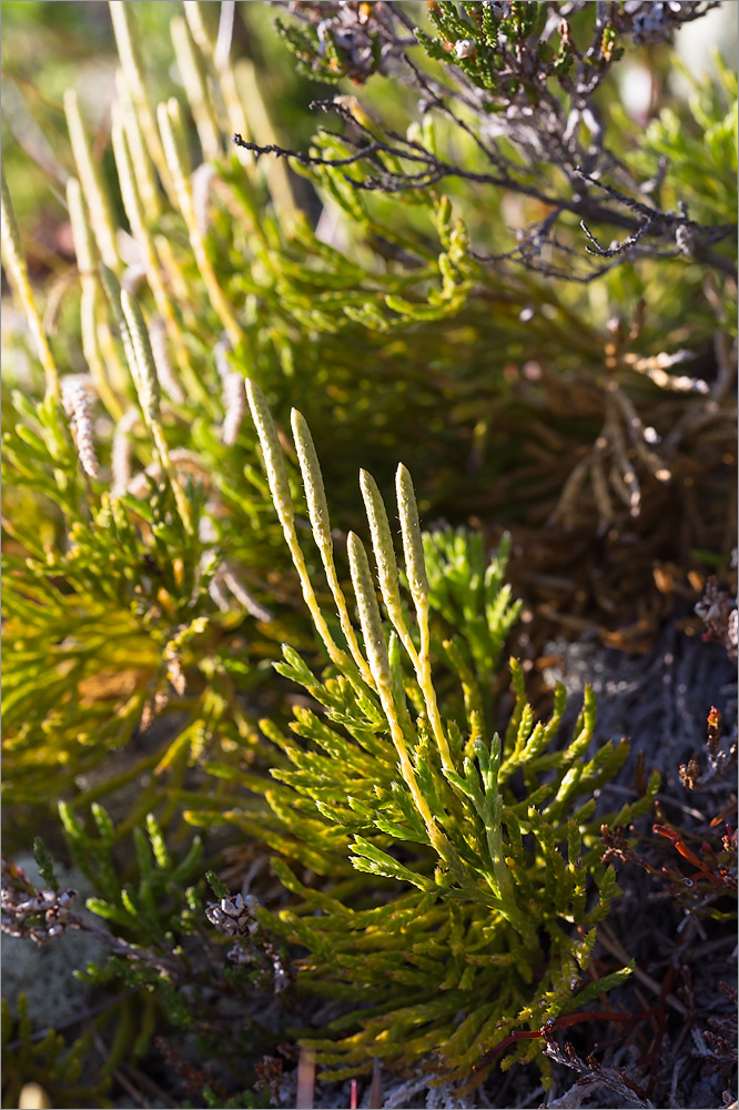 Image of genus Diphasiastrum specimen.