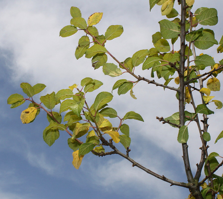 Изображение особи Prunus insititia var. juliana.