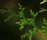 Thuja occidentalis. Ветвь. Московская обл., Раменский р-н, окр. дер. Хрипань, садовый участок. 15.09.2014.