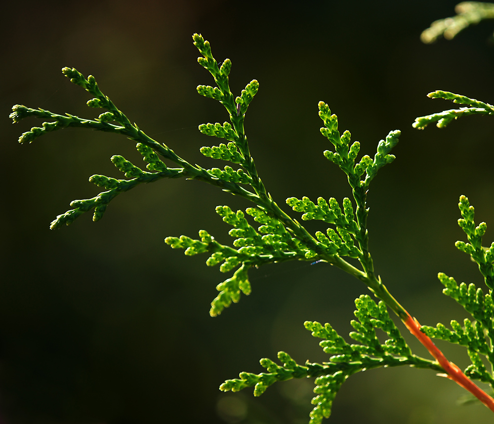 Image of Thuja occidentalis specimen.