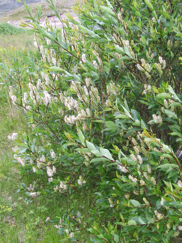 Изображение особи Salix phylicifolia.