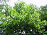Platanus × acerifolia