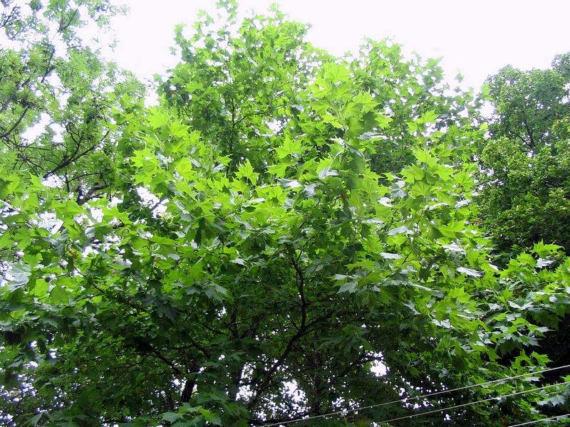 Изображение особи Platanus &times; acerifolia.