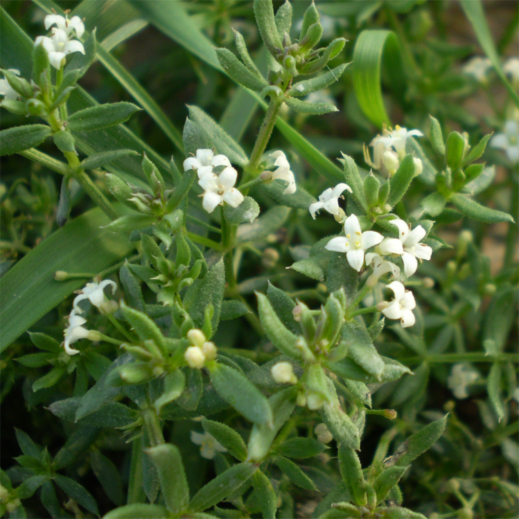 Изображение особи Galium humifusum.