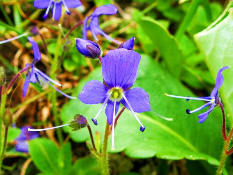 Image of Veronica grandiflora specimen.