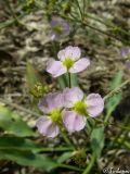 Alisma plantago-aquatica