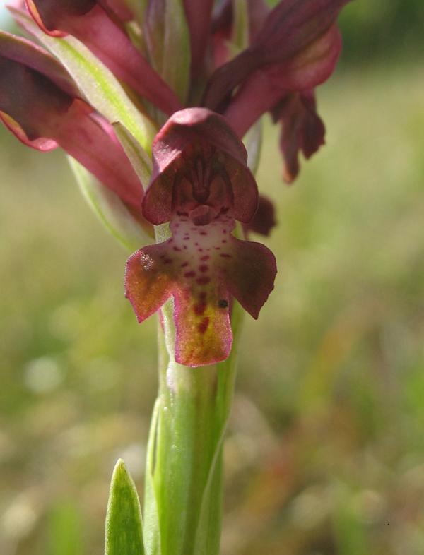 Изображение особи Anacamptis coriophora.