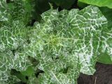 Silybum marianum
