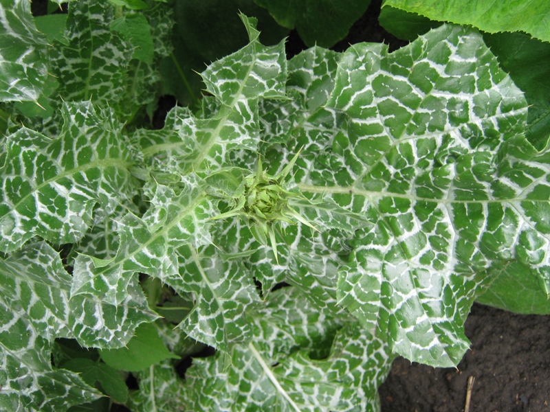 Image of Silybum marianum specimen.