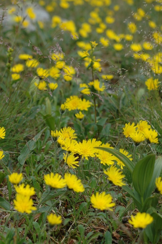 Изображение особи Hieracium alpinum.