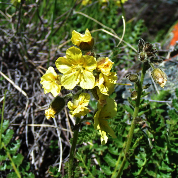 Image of Biebersteinia odora specimen.