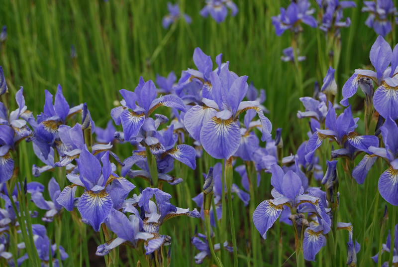 Изображение особи Iris sanguinea.