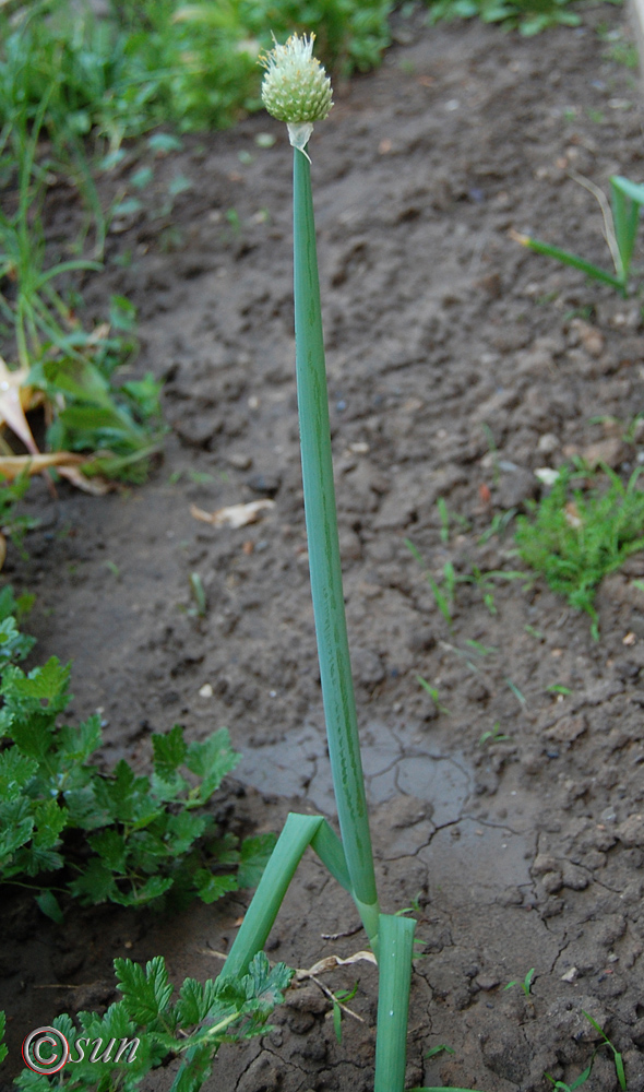 Изображение особи Allium fistulosum.