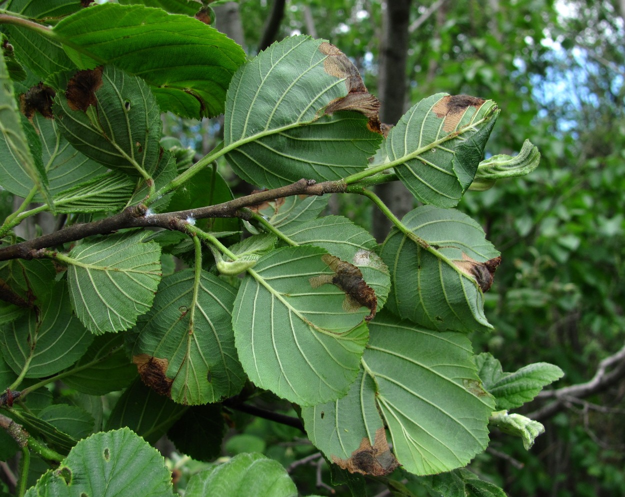 Image of Alnus incana specimen.