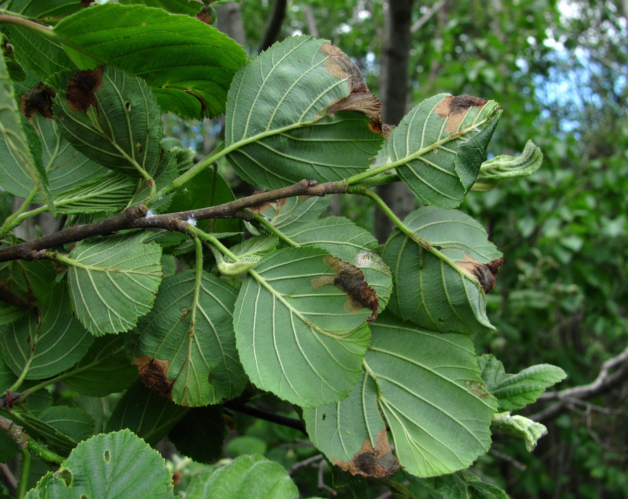 Изображение особи Alnus incana.