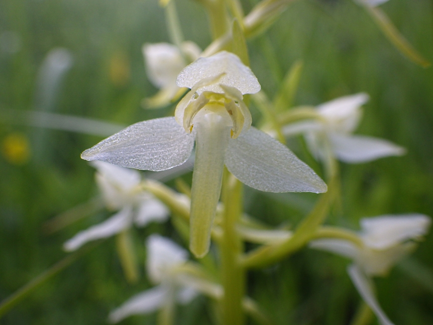 Image of Platanthera chlorantha specimen.