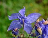 Aquilegia olympica