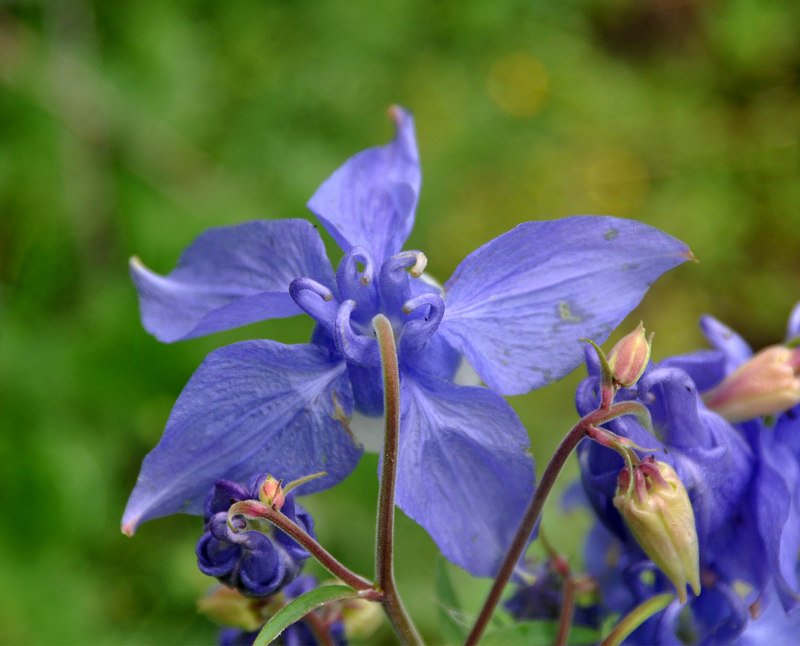 Изображение особи Aquilegia olympica.