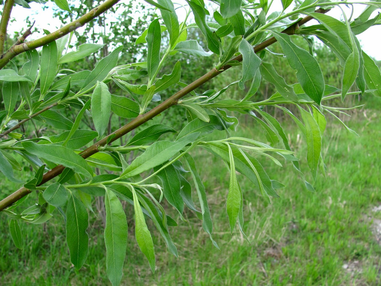 Image of Salix gmelinii specimen.