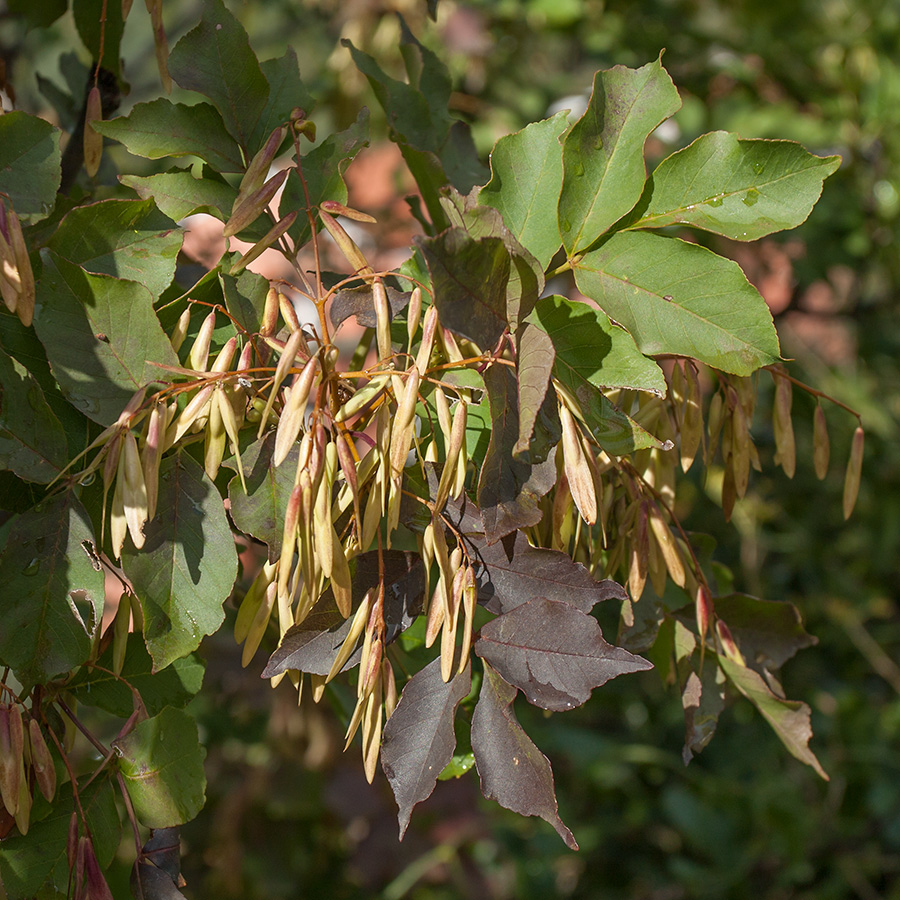 Image of Fraxinus ornus specimen.